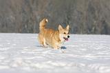 CORGI PEMBROKE 924